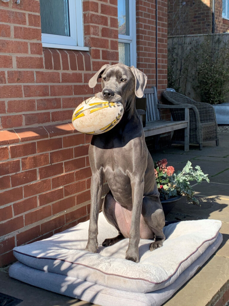 dog with ball
